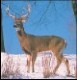 deer2.jpg