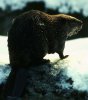 beaver.jpg