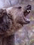 grizzly.gif