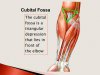 cubital-fossa-n.jpg