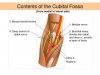 contents-of-the-cubital-fossa-n.jpg