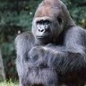 InjuredGorilla