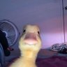 DuckDuck