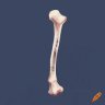 femur