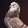 uglypigeon