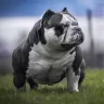 DKBulldog