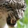 snowleopard