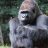 InjuredGorilla
