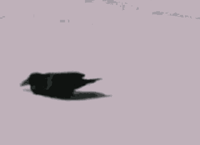 crow-snow.gif