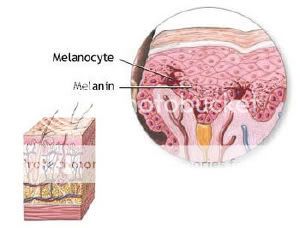 melaninmelanocyte1.jpg